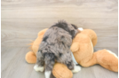 Sweet Mini Bernedoodle Baby