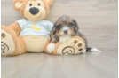Best Mini Bernedoodle Baby