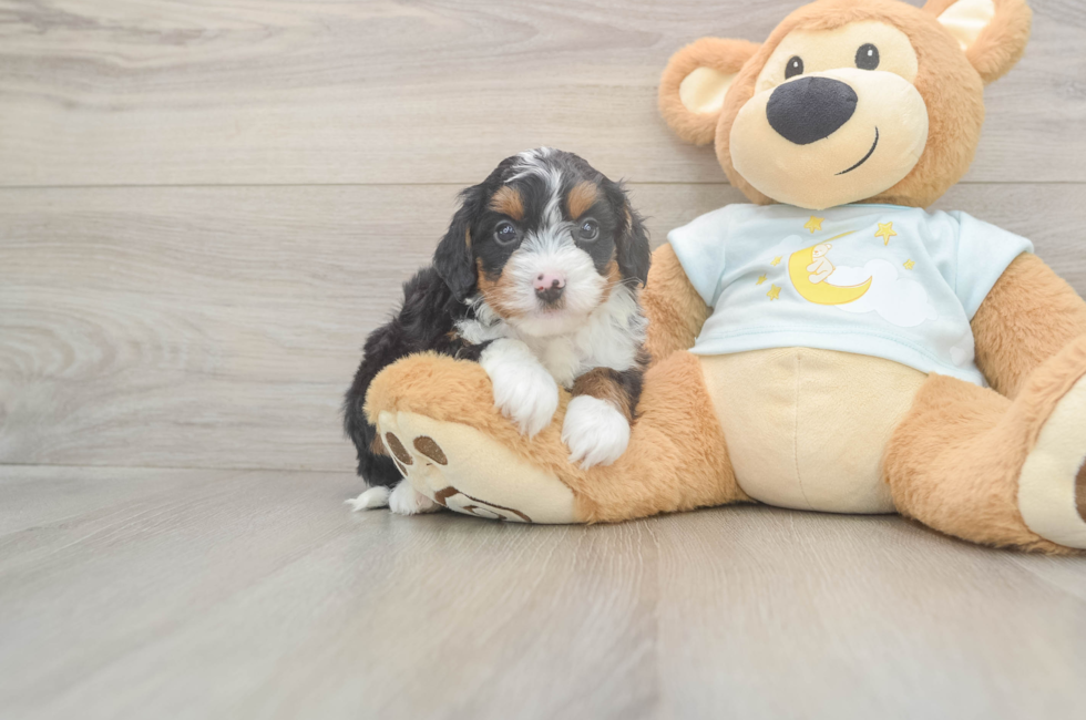 5 week old Mini Bernedoodle Puppy For Sale - Puppy Love PR