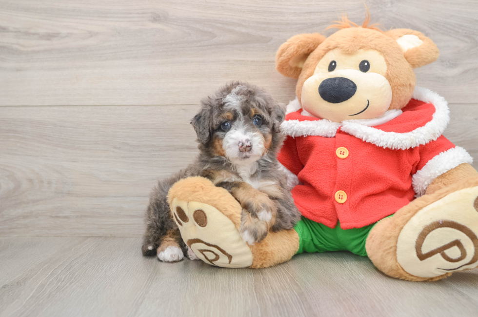 5 week old Mini Bernedoodle Puppy For Sale - Puppy Love PR