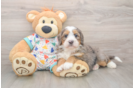 Mini Bernedoodle Pup Being Cute