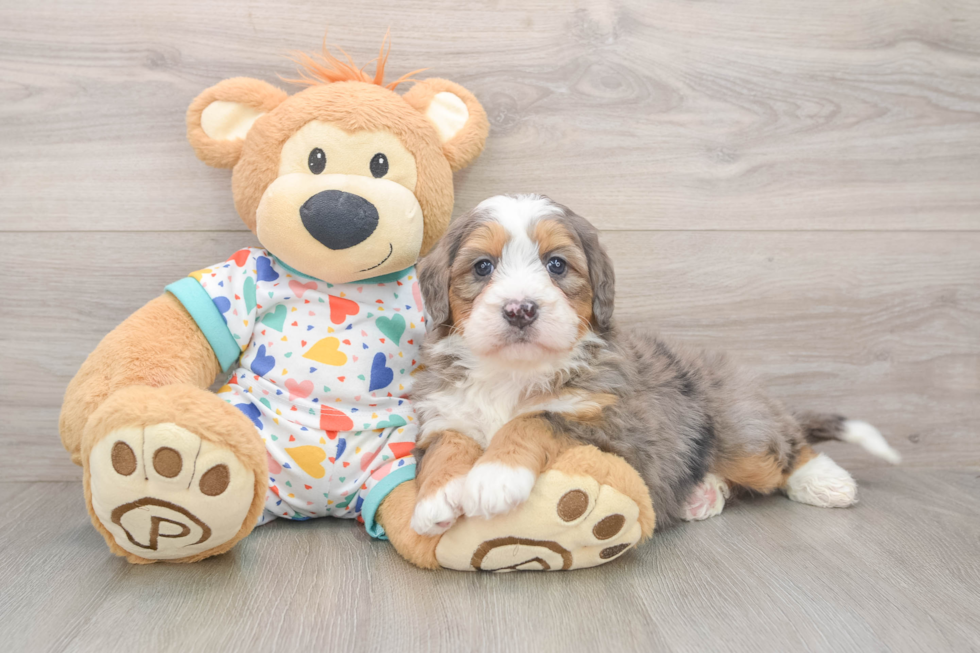 Mini Bernedoodle Pup Being Cute