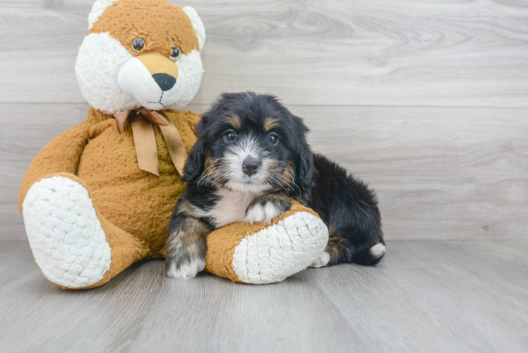Meet Bombay - our Mini Bernedoodle Puppy Photo 1/3 - Puppy Love PR Cute Bernadoodle Poodle Mix Puppy
