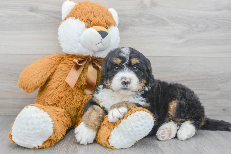 Meet Bombay - our Mini Bernedoodle Puppy Photo 1/3 - Puppy Love PR Hypoallergenic Bernadoodle Poodle Mix Puppy