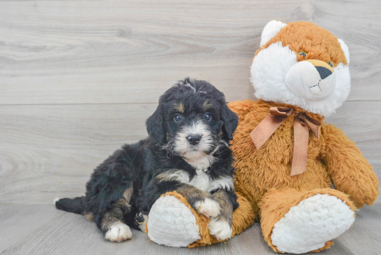 Mini Bernedoodle Pup Being Cute