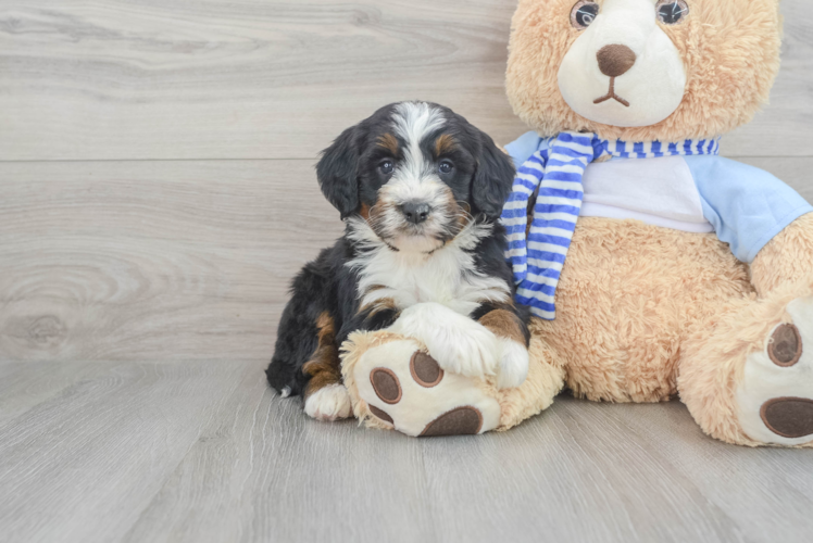 Meet Boujee - our Mini Bernedoodle Puppy Photo 1/3 - Puppy Love PR Mini Bernedoodle Puppy for Adoption