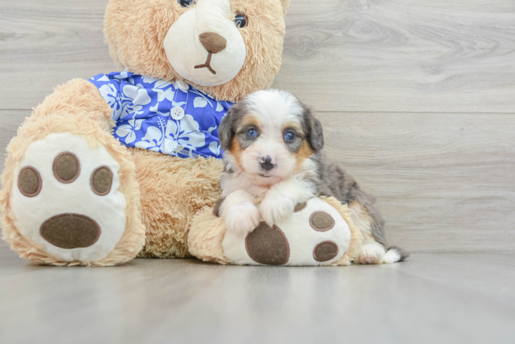 Meet Boujee - our Mini Bernedoodle Puppy Photo 1/3 - Puppy Love PR Mini Bernedoodle Pup Being Cute