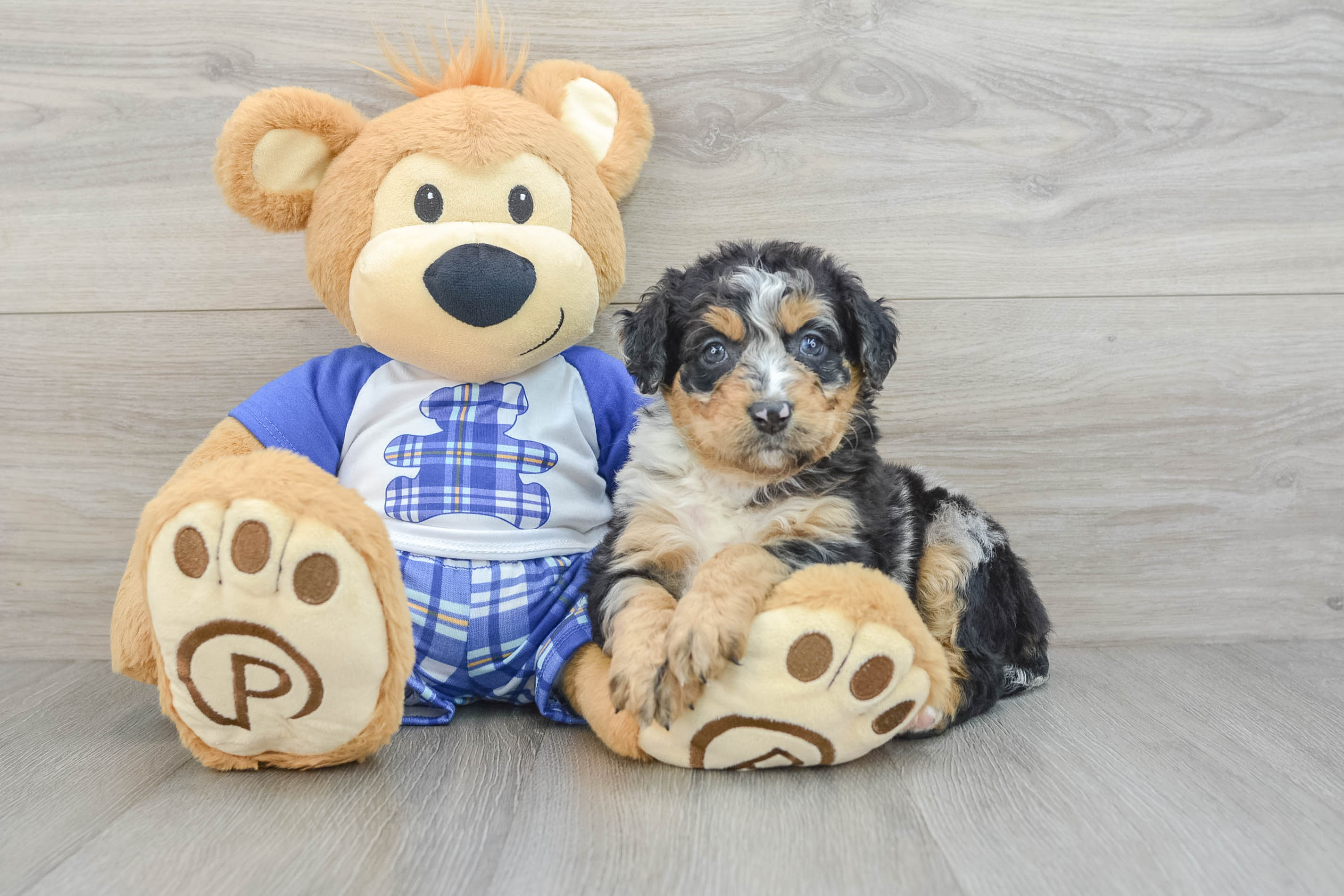 Mini Bernedoodle Puppy for Adoption
