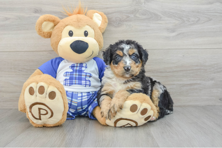 Meet Boujee - our Mini Bernedoodle Puppy Photo 1/3 - Puppy Love PR Mini Bernedoodle Puppy for Adoption