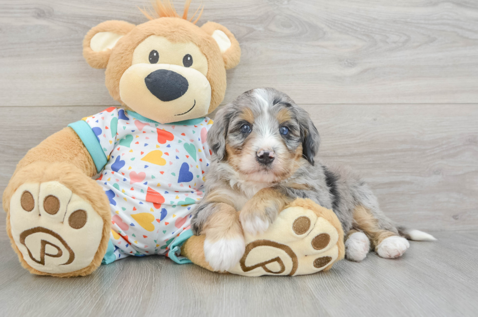 6 week old Mini Bernedoodle Puppy For Sale - Puppy Love PR