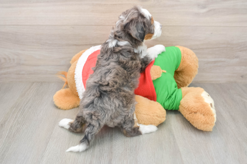 Little Bernadoodle Poodle Mix Puppy