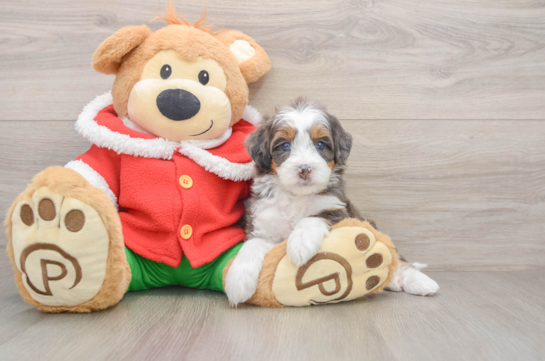 Petite Mini Bernedoodle Poodle Mix Pup
