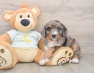6 week old Mini Bernedoodle Puppy For Sale - Puppy Love PR