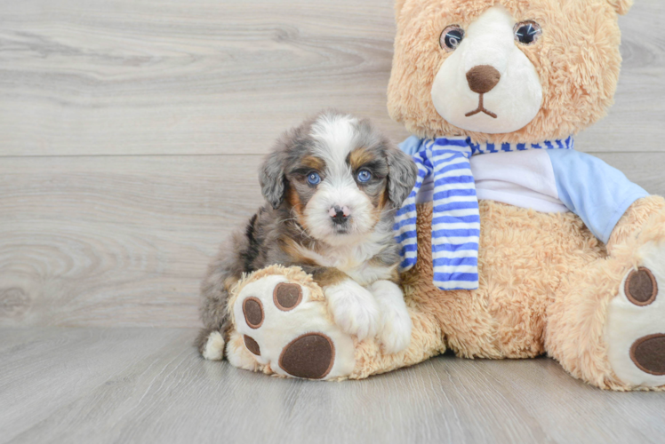 Meet Bree - our Mini Bernedoodle Puppy Photo 1/3 - Puppy Love PR Hypoallergenic Mini Berniedoodle Poodle Mix Puppy