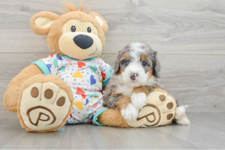 Best Mini Bernedoodle Baby