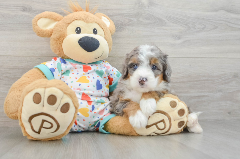 5 week old Mini Bernedoodle Puppy For Sale - Puppy Love PR