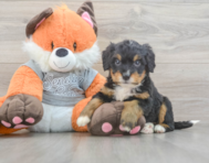 5 week old Mini Bernedoodle Puppy For Sale - Puppy Love PR