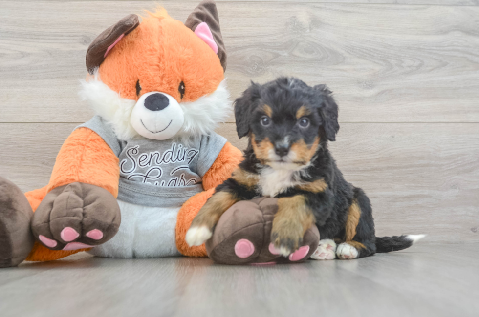 4 week old Mini Bernedoodle Puppy For Sale - Puppy Love PR