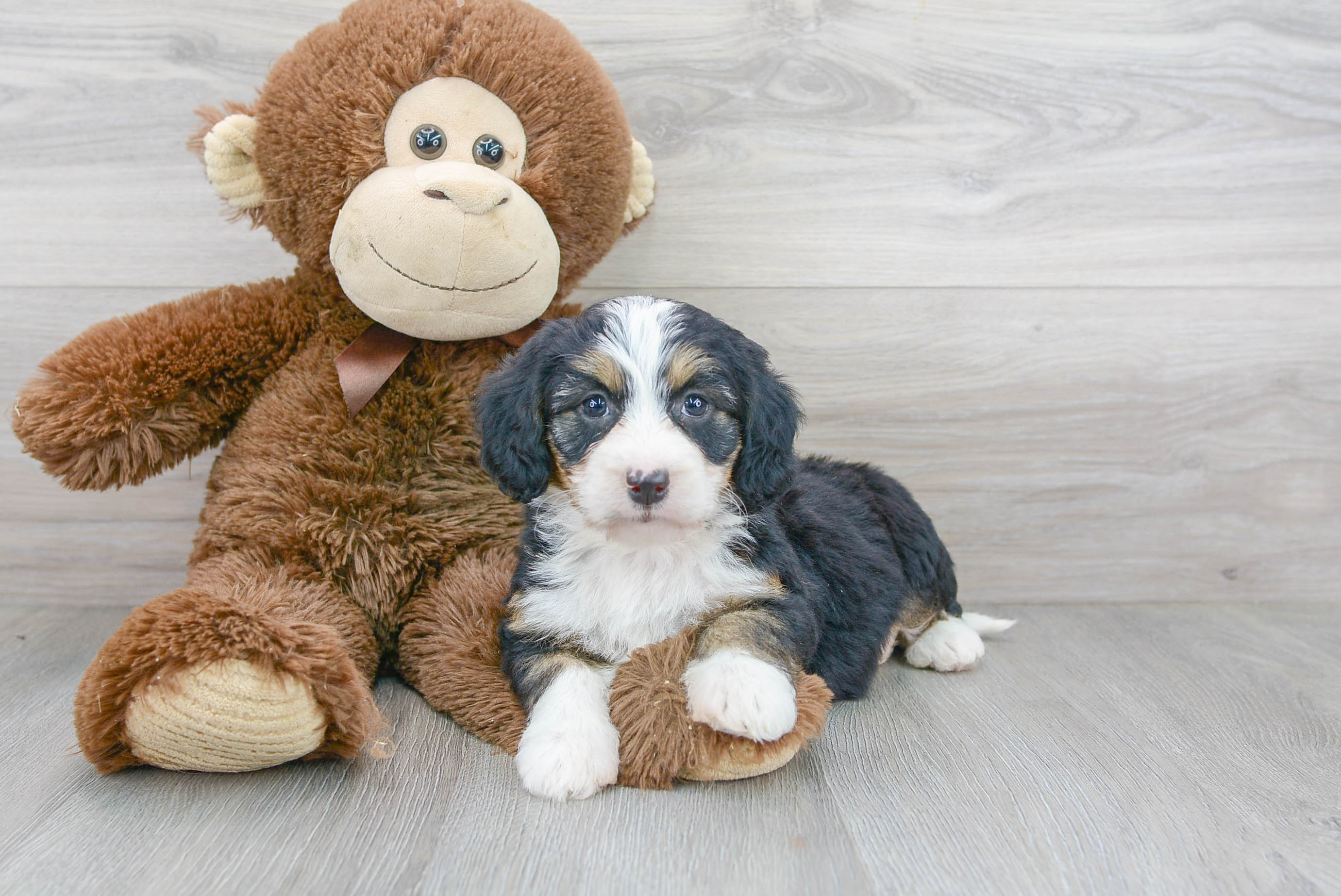 Mini Bernedoodle Pup Being Cute
