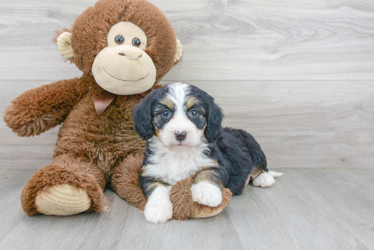 Mini Bernedoodle Pup Being Cute