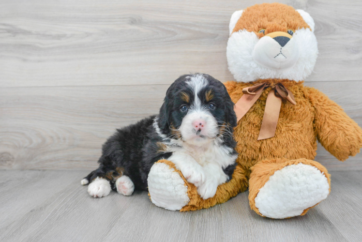 Meet Bree - our Mini Bernedoodle Puppy Photo 1/3 - Puppy Love PR Best Mini Bernedoodle Baby