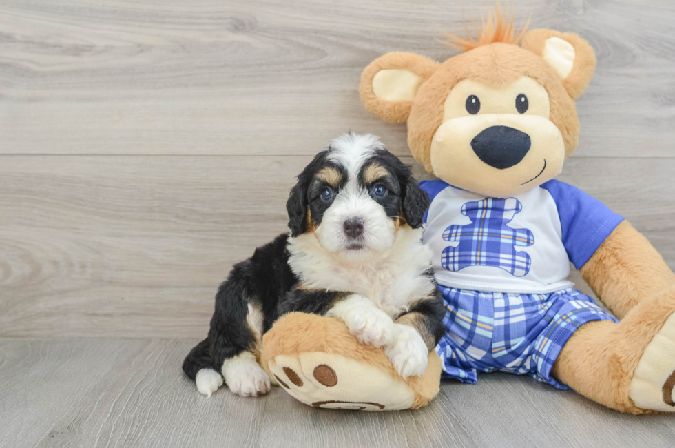 7 week old Mini Bernedoodle Puppy For Sale - Puppy Love PR