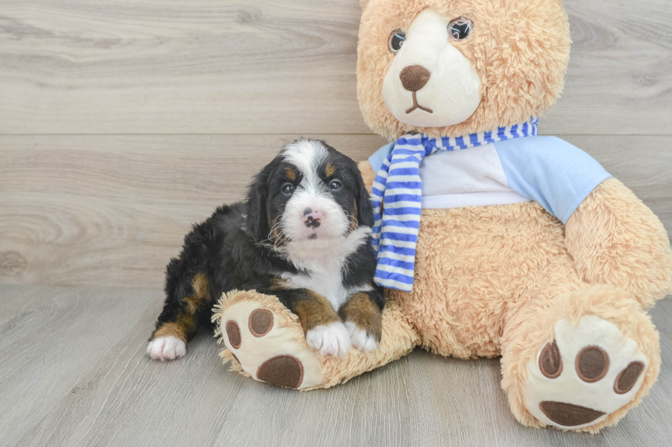 Popular Mini Bernedoodle Poodle Mix Pup