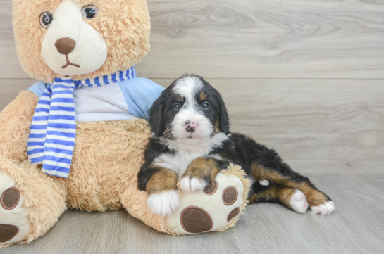 Energetic Mini Bernepoo Poodle Mix Puppy