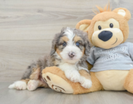 8 week old Mini Bernedoodle Puppy For Sale - Puppy Love PR