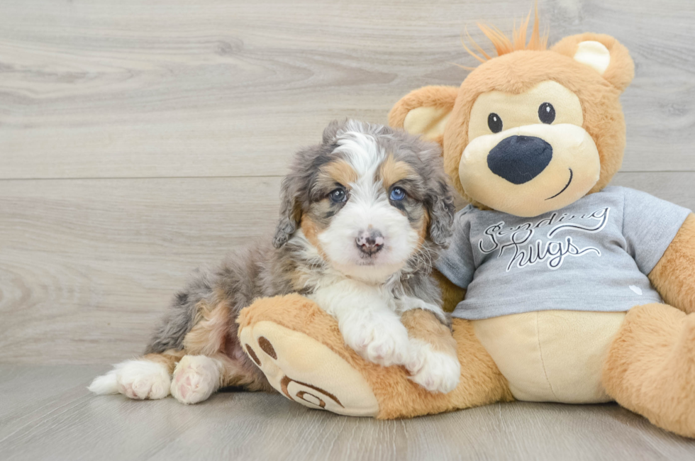 6 week old Mini Bernedoodle Puppy For Sale - Puppy Love PR