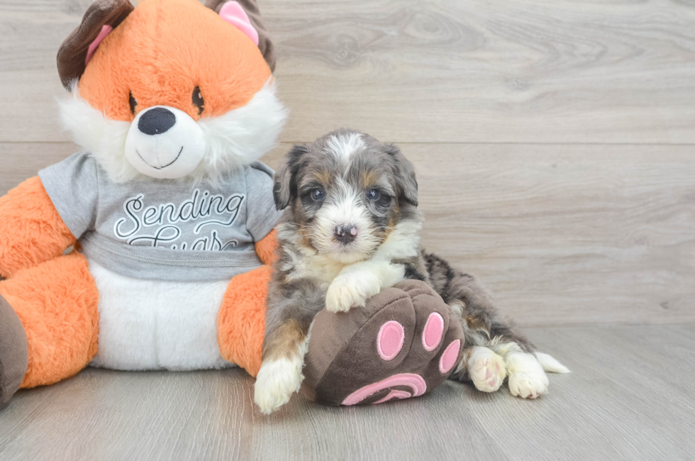 4 week old Mini Bernedoodle Puppy For Sale - Puppy Love PR