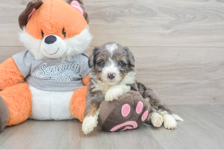 Meet Brendon - our Mini Bernedoodle Puppy Photo 1/3 - Puppy Love PR Mini Bernedoodle Pup Being Cute