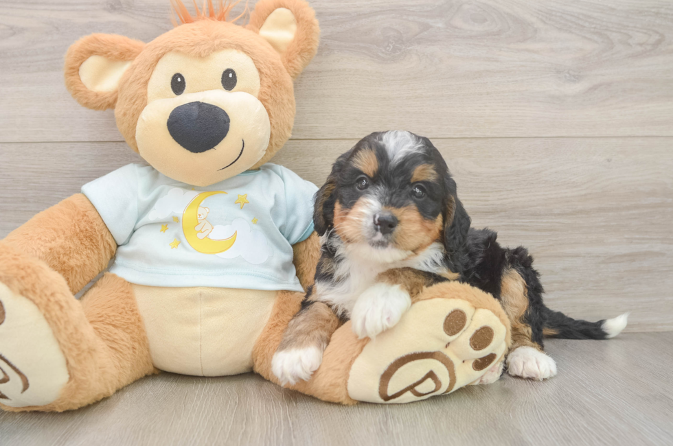 6 week old Mini Bernedoodle Puppy For Sale - Puppy Love PR