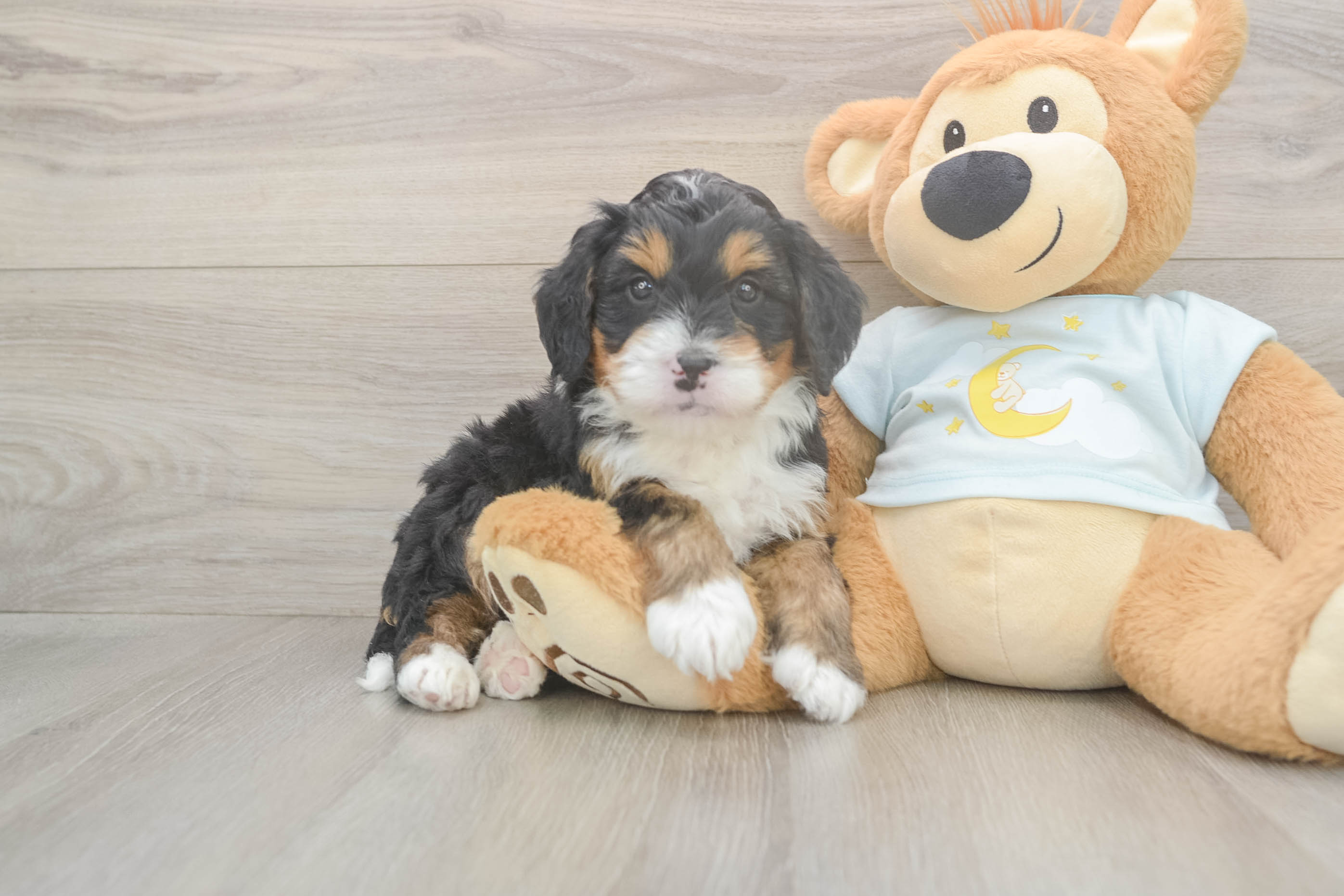 Funny Mini Bernedoodle Poodle Mix Pup