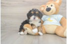 Funny Mini Bernedoodle Poodle Mix Pup