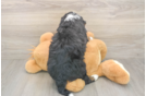 Smart Mini Bernedoodle Poodle Mix Pup