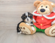 6 week old Mini Bernedoodle Puppy For Sale - Puppy Love PR