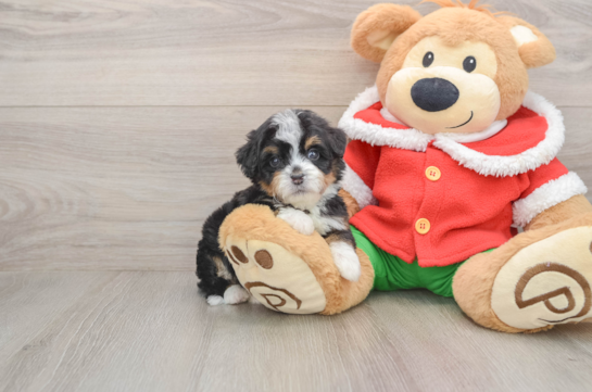 Mini Bernedoodle Puppy for Adoption