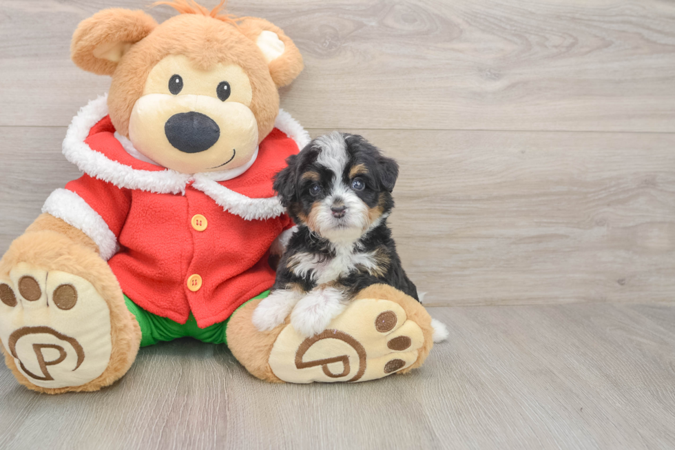 Mini Bernedoodle Puppy for Adoption