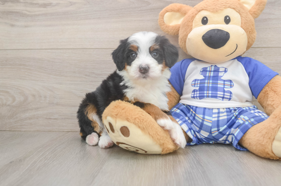 5 week old Mini Bernedoodle Puppy For Sale - Puppy Love PR