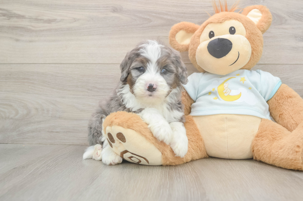 5 week old Mini Bernedoodle Puppy For Sale - Puppy Love PR