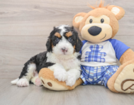 7 week old Mini Bernedoodle Puppy For Sale - Puppy Love PR