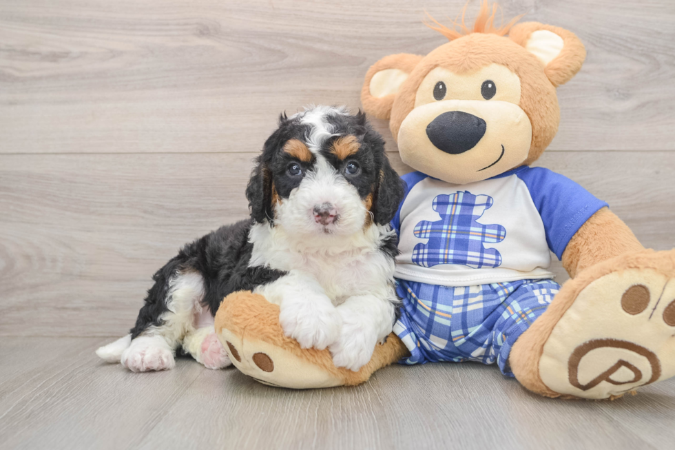 Playful Bernadoodle Poodle Mix Puppy