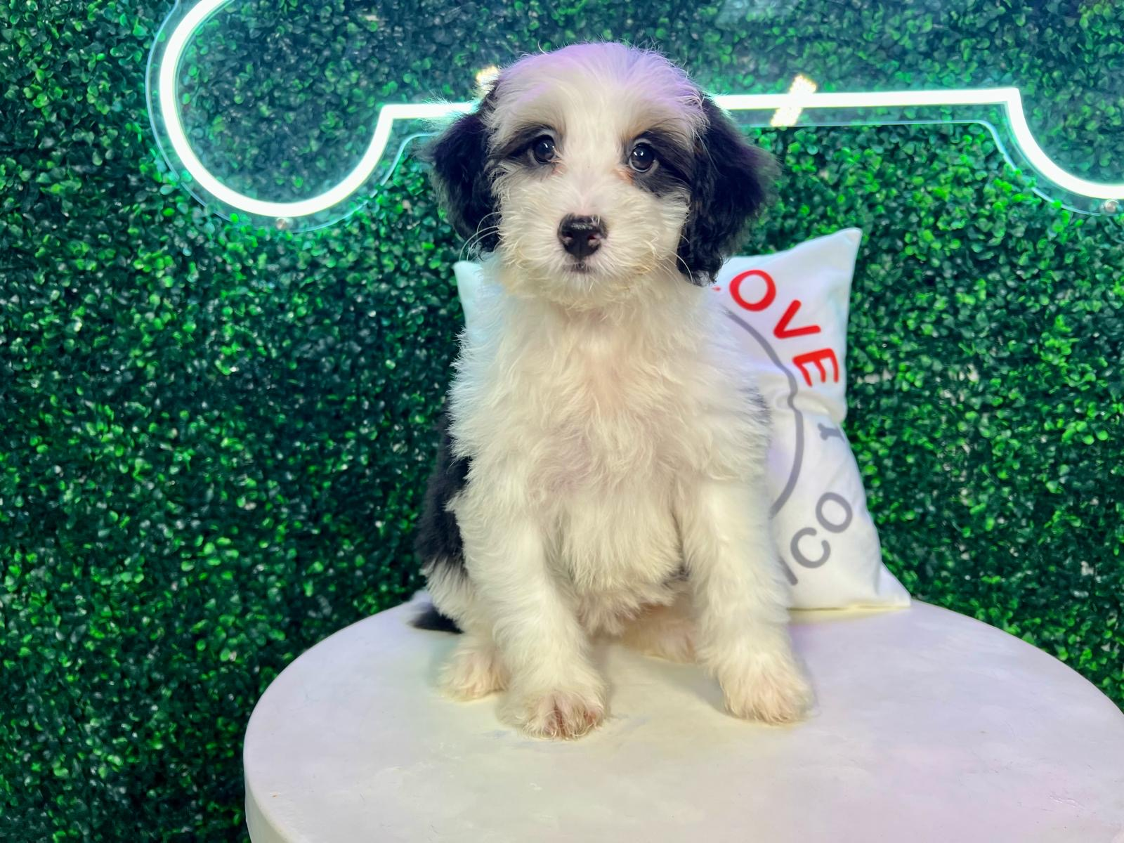 Mini Bernedoodle Pup Being Cute