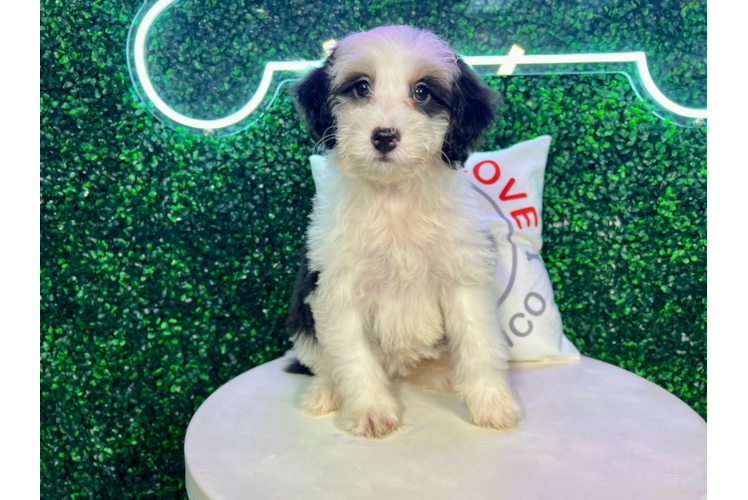 Meet Bridget - our Mini Bernedoodle Puppy Photo 1/4 - Puppy Love PR Mini Bernedoodle Pup Being Cute