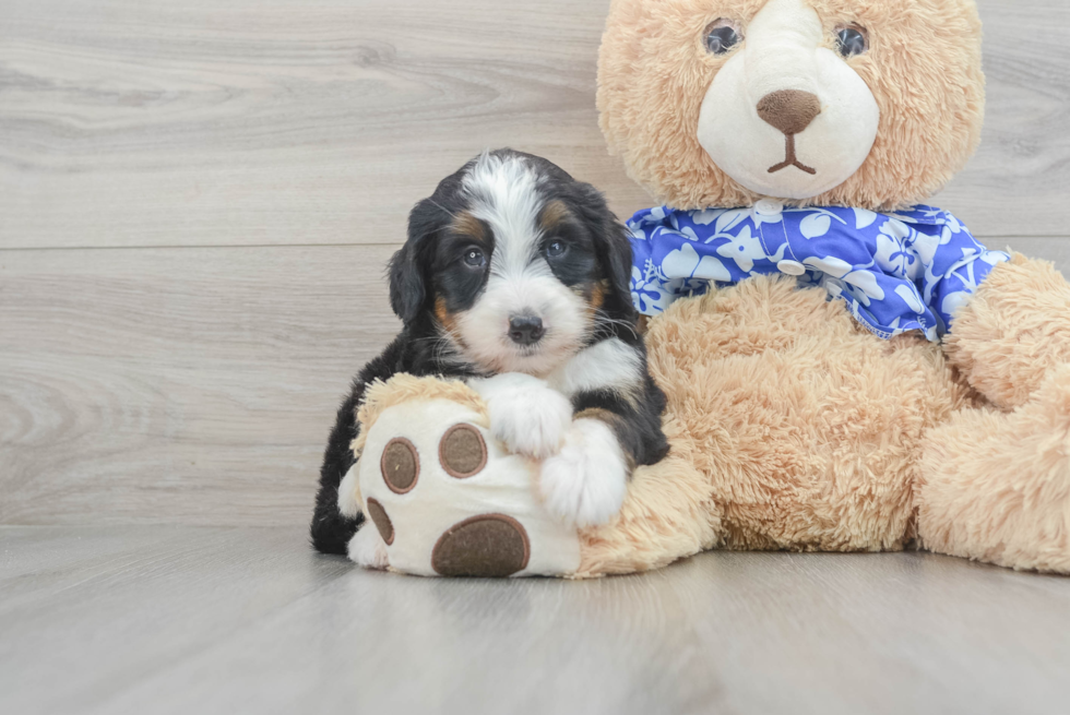 Mini Bernedoodle Puppy for Adoption