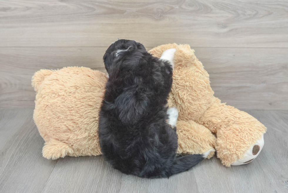 Mini Bernedoodle Puppy for Adoption