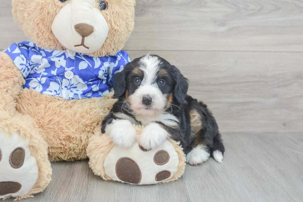 Friendly Mini Bernedoodle Baby