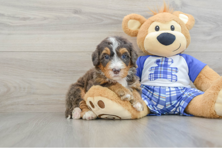 Mini Bernedoodle Pup Being Cute