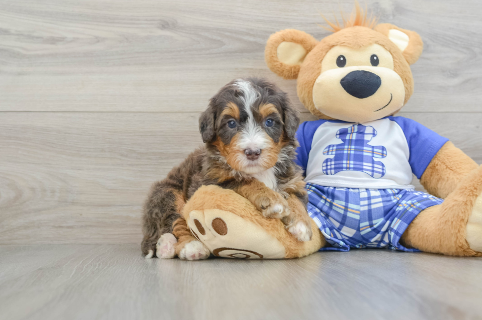 7 week old Mini Bernedoodle Puppy For Sale - Puppy Love PR